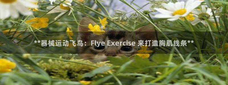 尊龙现在：**器械运动飞鸟：Flye Exercis